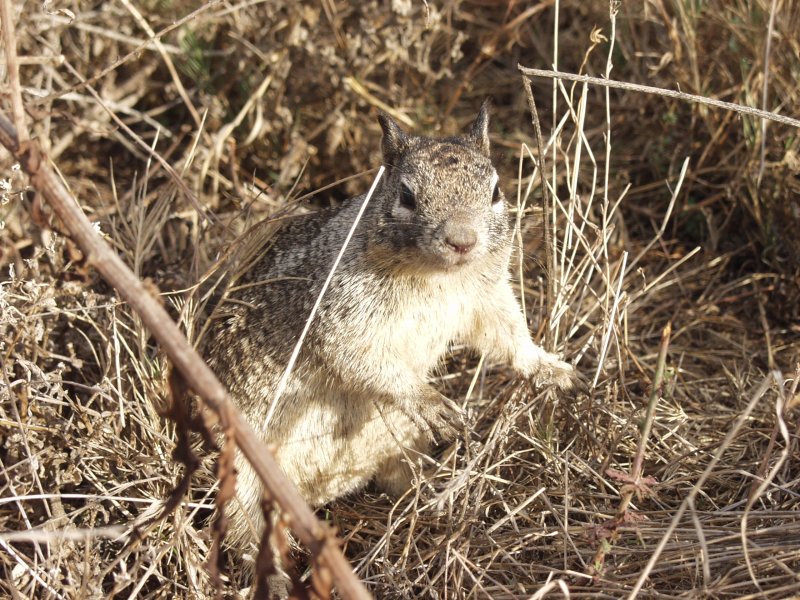 Squirrel in Torrey Pines