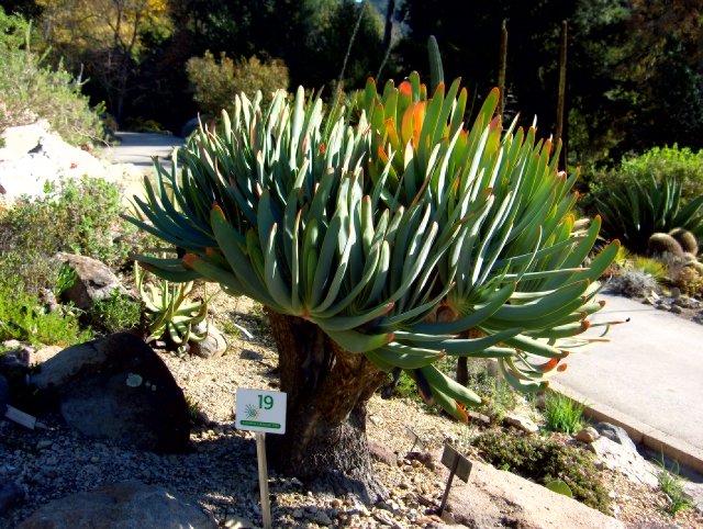 UC Botanical Garden